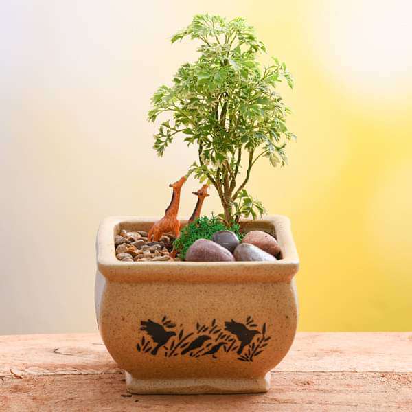 DIY Wildlife - Miniature Garden - Image 3