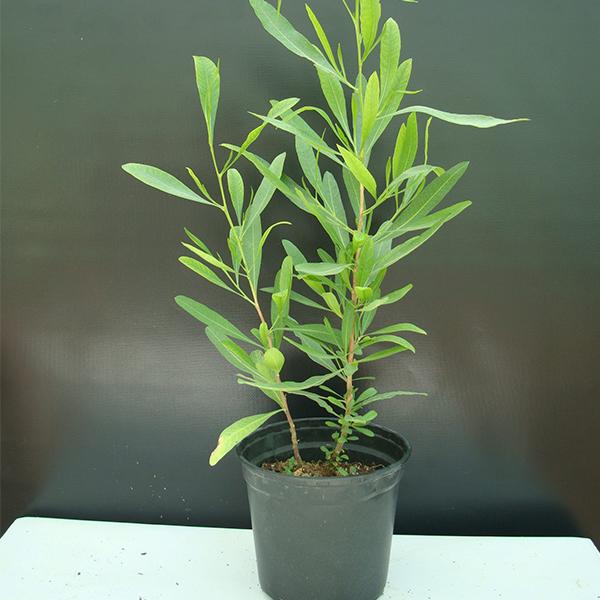 Dodonaea Viscosa, Hopbush - 0.5 kg Seeds - Image 2