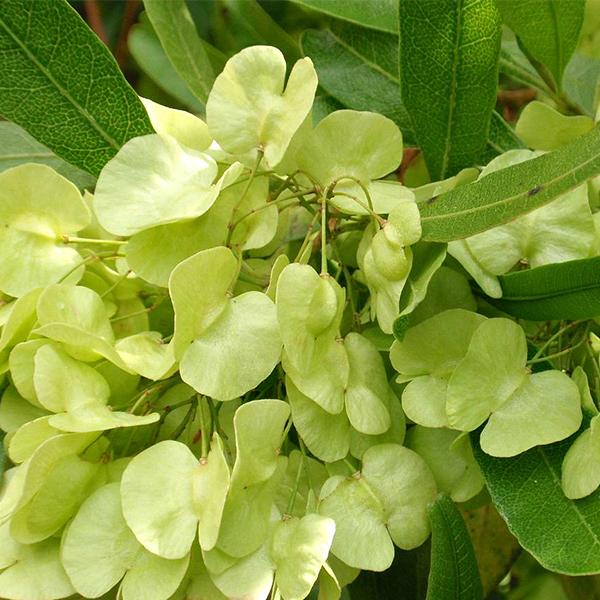 Dodonaea Viscosa, Hopbush - 0.5 kg Seeds - Image 3