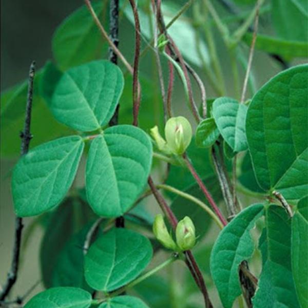 Dolichos Biflorus, Horsegram - 0.5 kg Seeds - Image 2