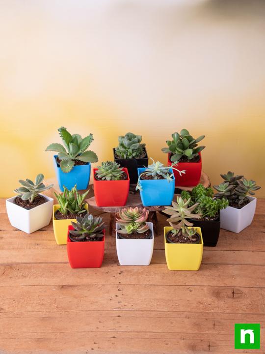 Dozen Sweet Succulents - Image 2