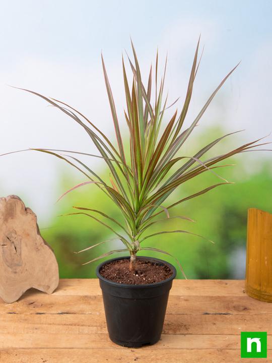 Dracaena Colorama - Plant - Image 2