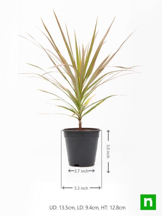 Dracaena Colorama - Plant - Image 3