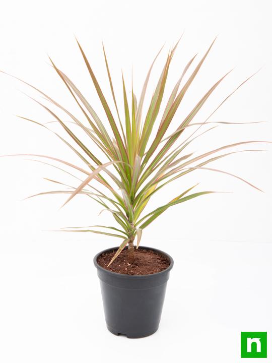 Dracaena Colorama - Plant - Image 4