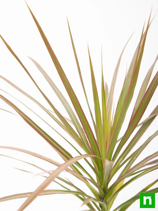 Dracaena Colorama - Plant - Image 5