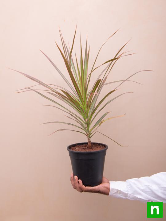 Dracaena Colorama - Plant - Image 6