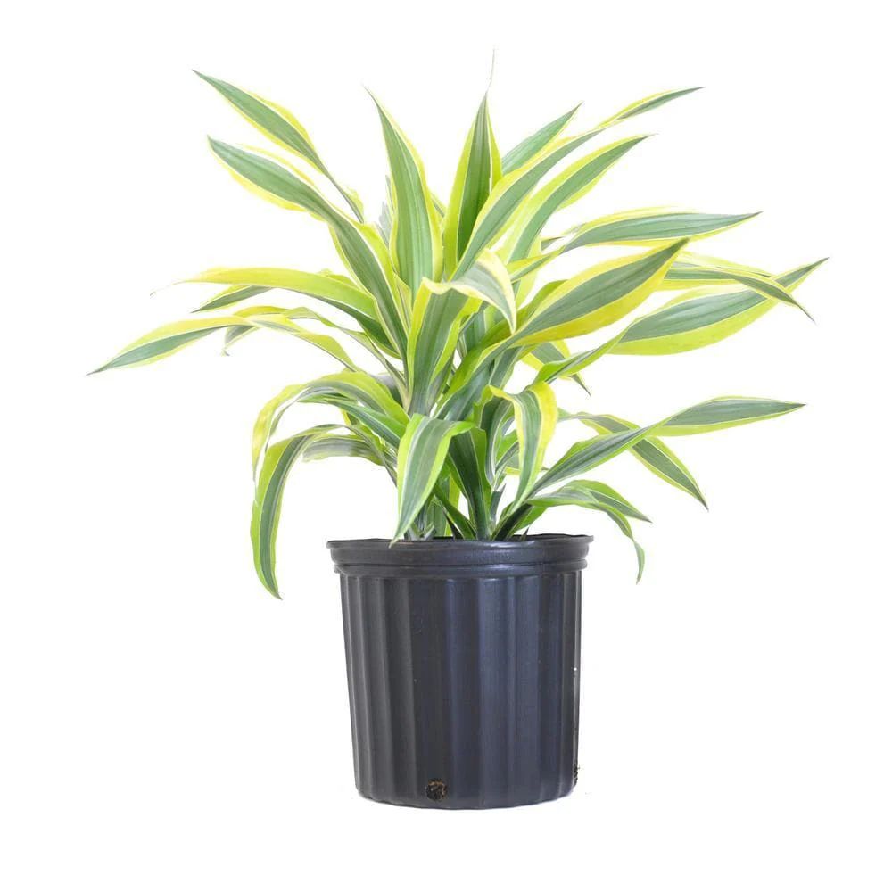 Dracaena Lemon lime, Dracaena fragrans - Plant