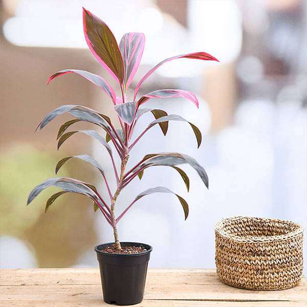Dracaena Mahatma, Cordyline Terminalis Mahatma - Plant