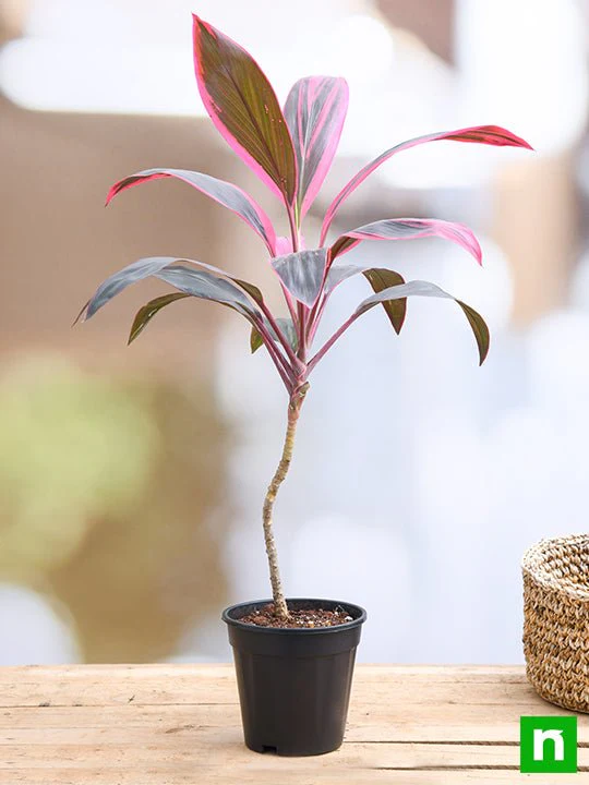 Dracaena Mahatma, Cordyline Terminalis Mahatma - Plant - Image 2