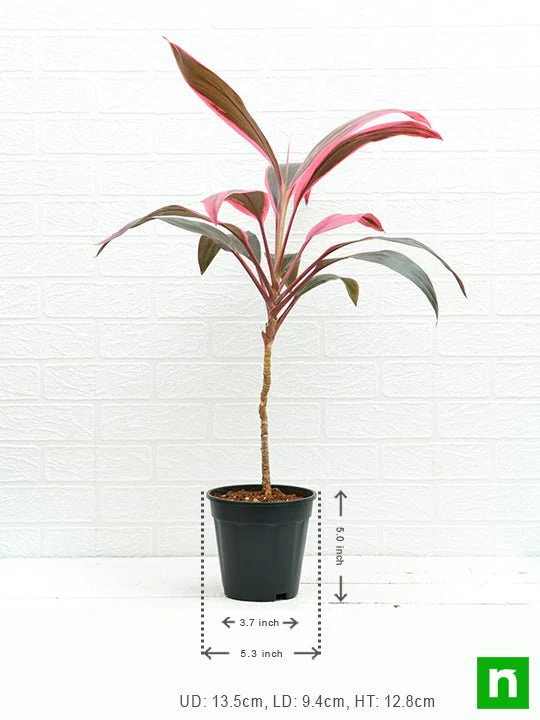 Dracaena Mahatma, Cordyline Terminalis Mahatma - Plant - Image 3