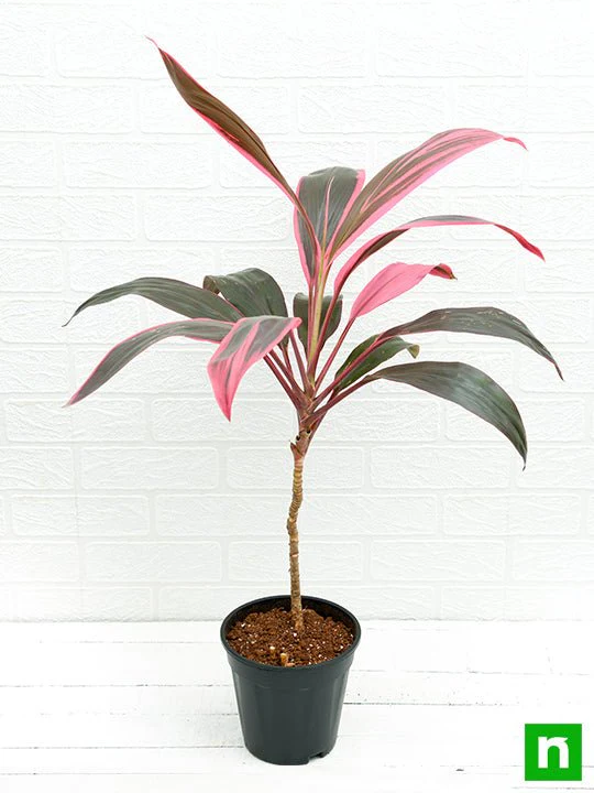 Dracaena Mahatma, Cordyline Terminalis Mahatma - Plant - Image 4