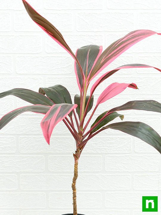 Dracaena Mahatma, Cordyline Terminalis Mahatma - Plant - Image 5