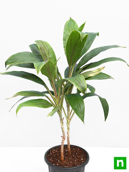 Dracaena Mahatma Varigated - Plant - Image 3
