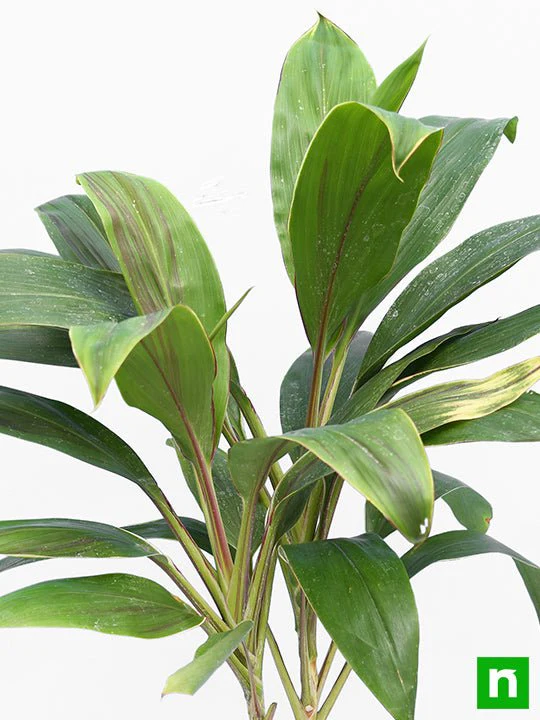 Dracaena Mahatma Varigated - Plant - Image 4