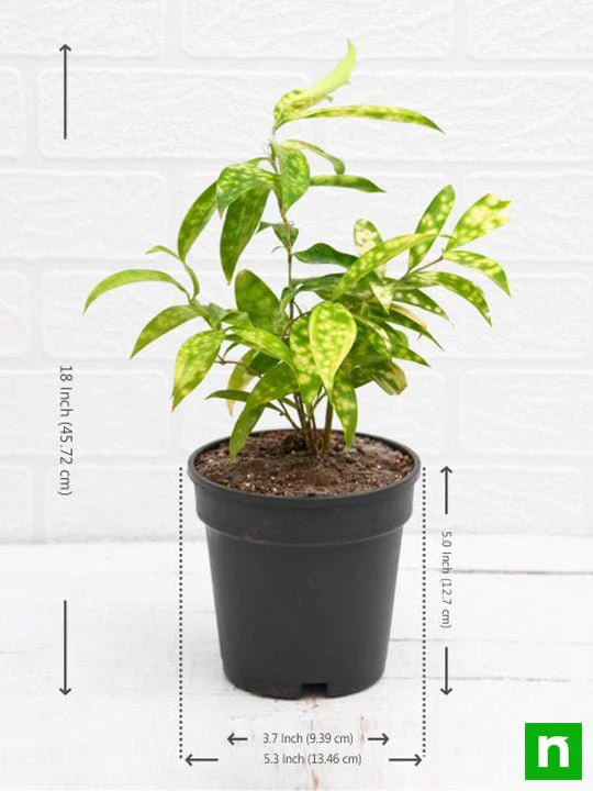 Dracaena surculosa Aurea, Golddust Dracaena - Plant - Image 3