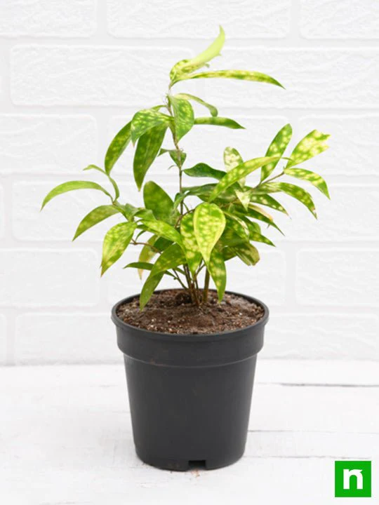 Dracaena surculosa Aurea, Golddust Dracaena - Plant - Image 4