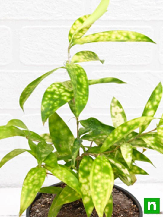 Dracaena surculosa Aurea, Golddust Dracaena - Plant - Image 5