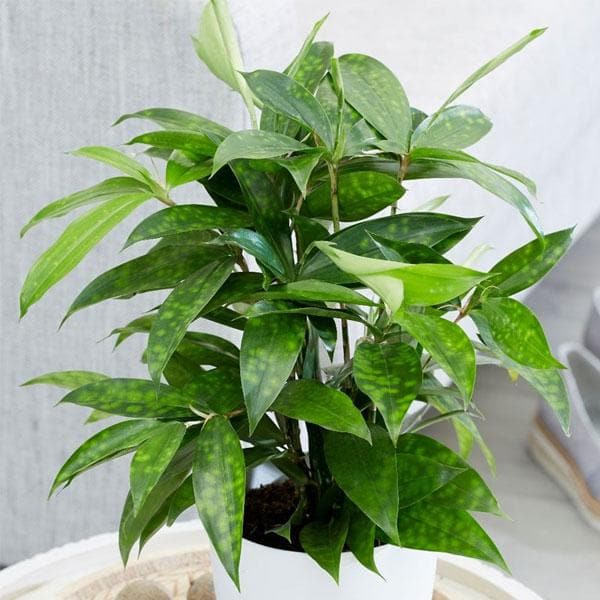 Dracaena Surculosa, Spotted Leaf Dracaena - Plant