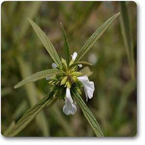Dronpushpi - Plant