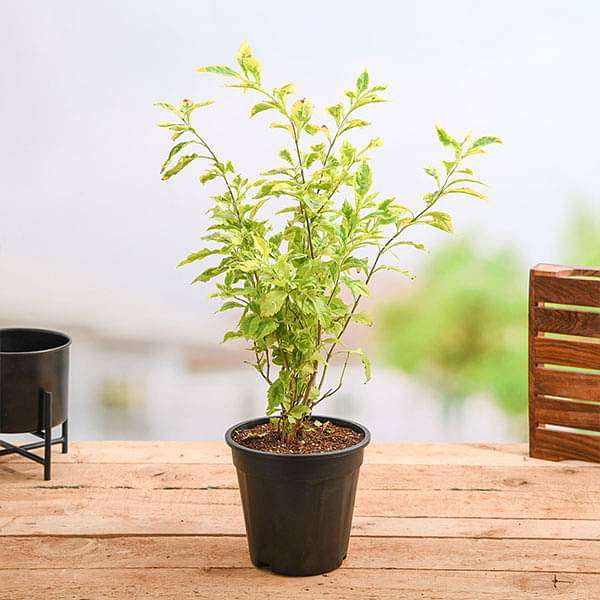 Duranta Golden Edge - Plant