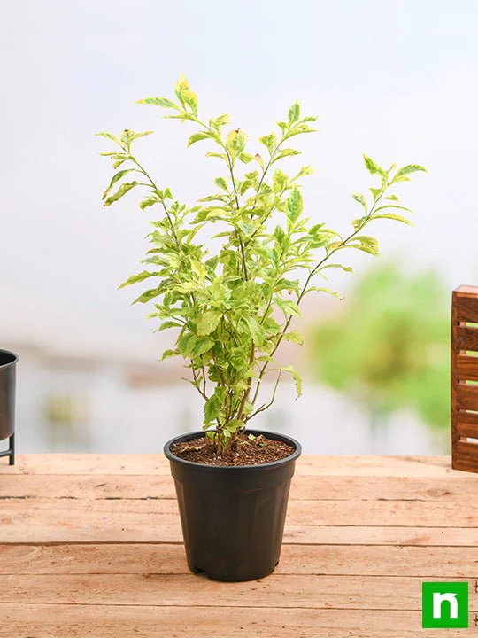 Duranta Golden Edge - Plant - Image 2