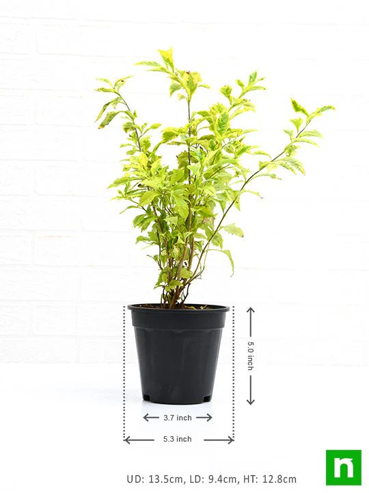 Duranta Golden Edge - Plant - Image 3
