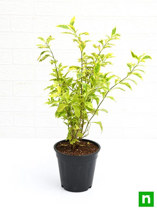 Duranta Golden Edge - Plant - Image 4