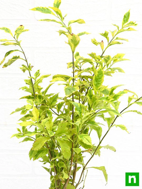 Duranta Golden Edge - Plant - Image 5