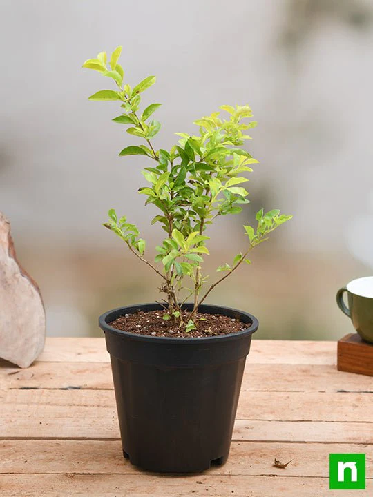 Duranta Golden - Plant - Image 2