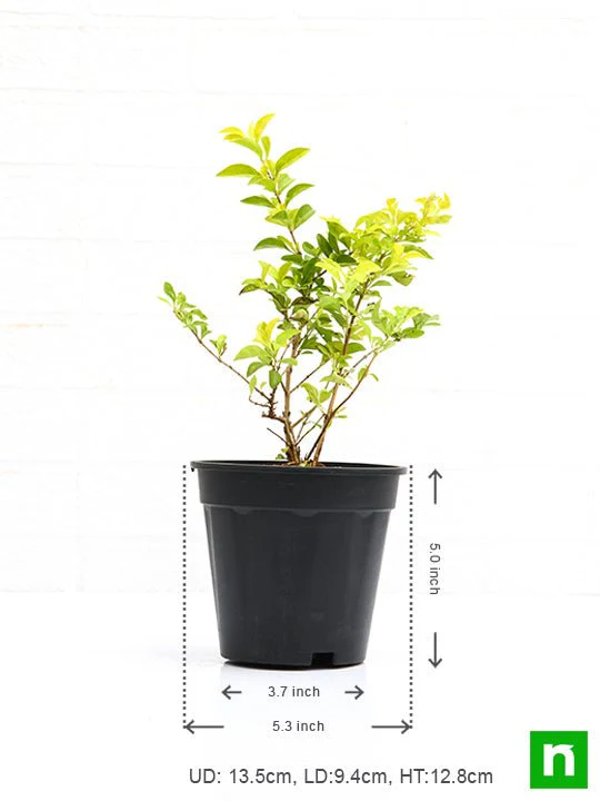Duranta Golden - Plant - Image 3