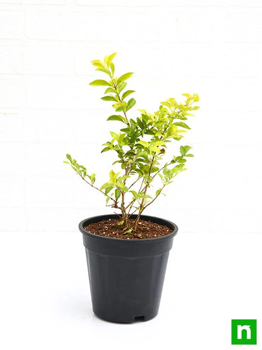 Duranta Golden - Plant - Image 4
