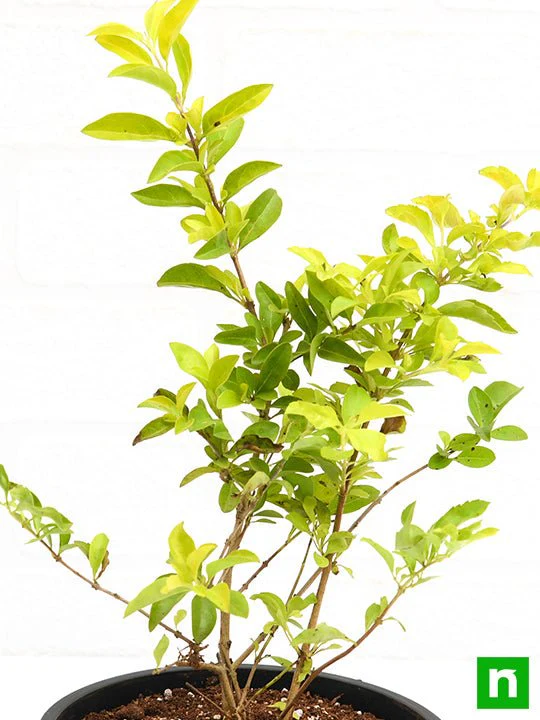 Duranta Golden - Plant - Image 5