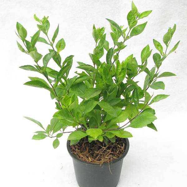 Duranta Green - Plant
