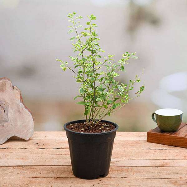 Duranta Variegated - Plant