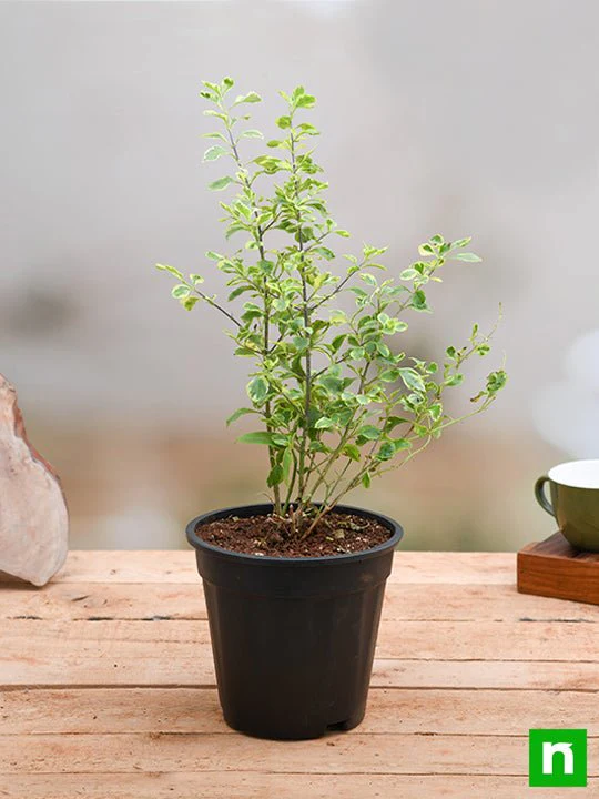 Duranta Variegated - Plant - Image 2