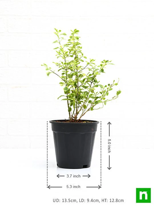 Duranta Variegated - Plant - Image 3