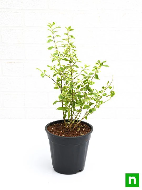 Duranta Variegated - Plant - Image 4