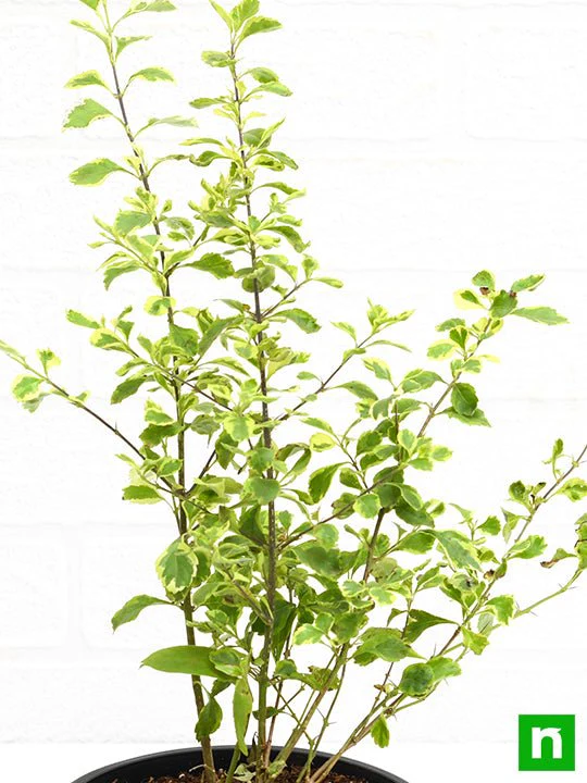 Duranta Variegated - Plant - Image 5