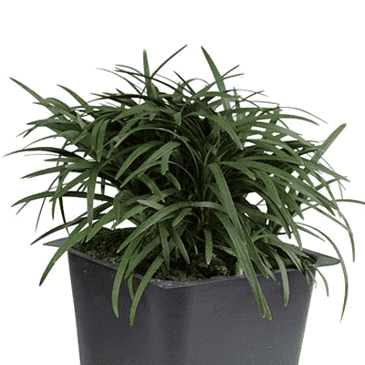 Dwarf Monkey Grass, Ophiopogon Japonicus Kyoto Dwarf - Plant