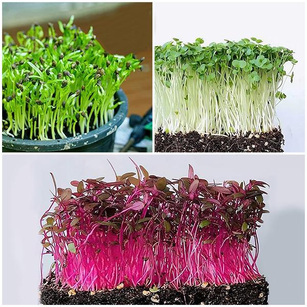 Easy to Grow Healthy Microgreens