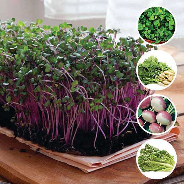Easy to Grow Nutritious Microgreens