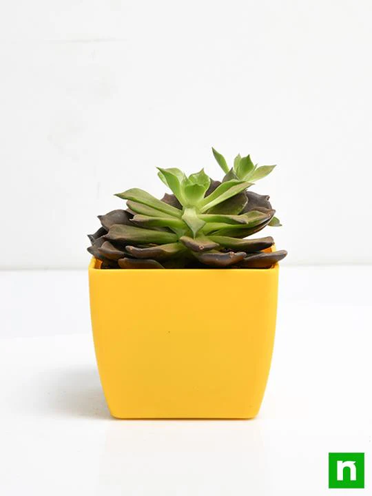 Echeveria Black Prince, Vishnu Kamal - Succulent Plant - Image 3