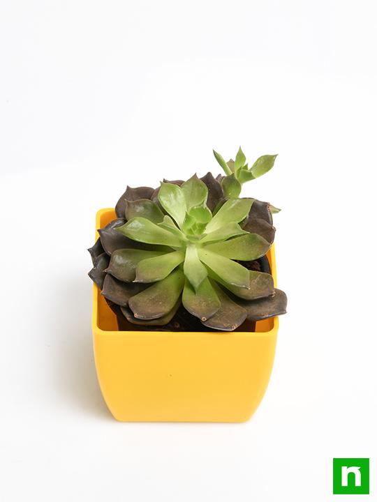 Echeveria Black Prince, Vishnu Kamal - Succulent Plant - Image 4