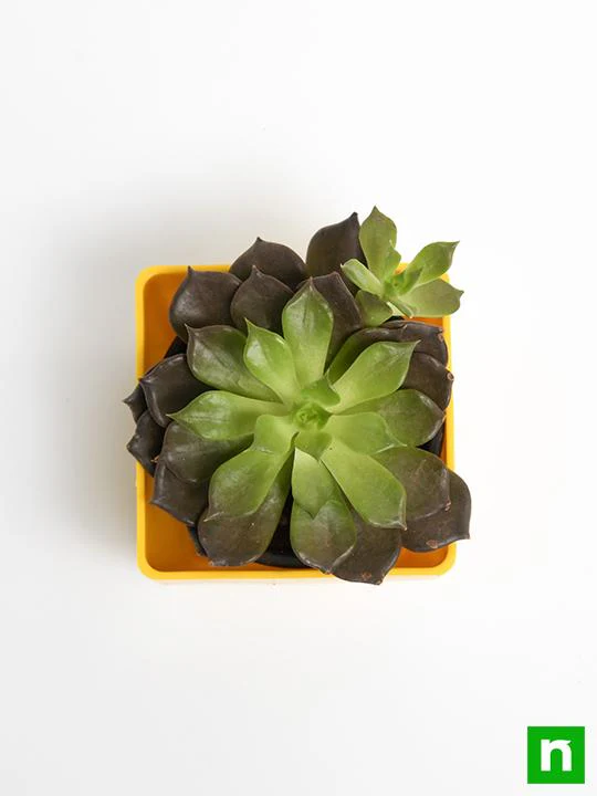 Echeveria Black Prince, Vishnu Kamal - Succulent Plant - Image 5