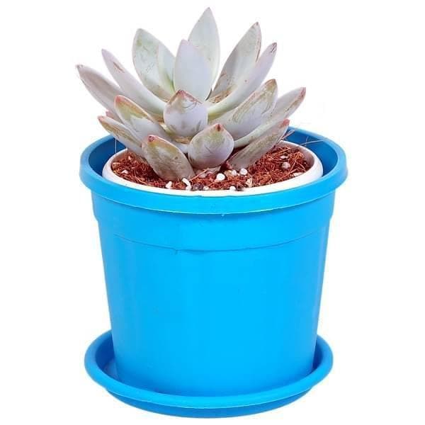 Echeveria blue, Echeveria blue elf - Succulent Plant