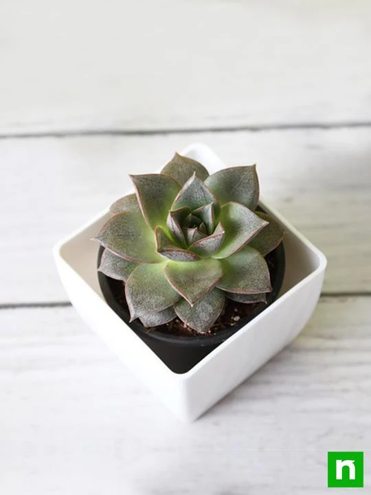 Echeveria Dionysos - Succulent Plant - Image 2