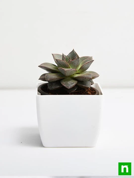 Echeveria Dionysos - Succulent Plant - Image 3