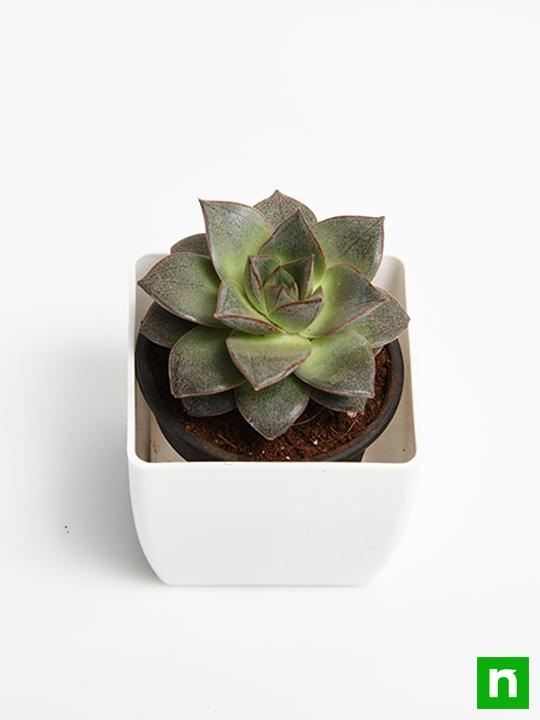 Echeveria Dionysos - Succulent Plant - Image 4