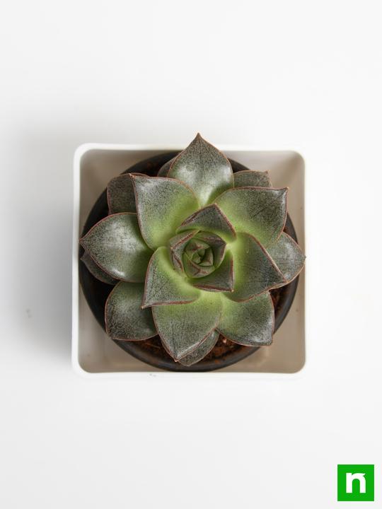 Echeveria Dionysos - Succulent Plant - Image 5