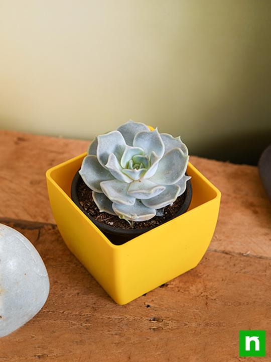 Echeveria elegans Rose - Succulent Plant - Image 2